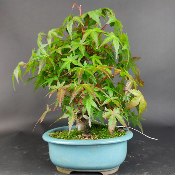 Bonsai - Fächerahorn, Acer Palmatum Nomura